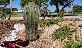 Мужчина создал сад в память о покойной жене. На помощь пришла фея с огромными кактусами
